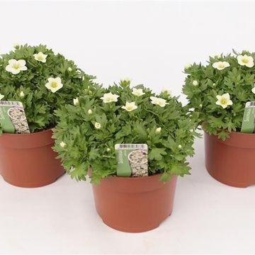 Saxifraga TOURAN WHITE