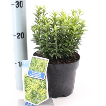 Euonymus japonicus 'Microphyllus Aureovariegatus'