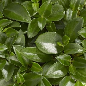 Peperomia 'Pixie'