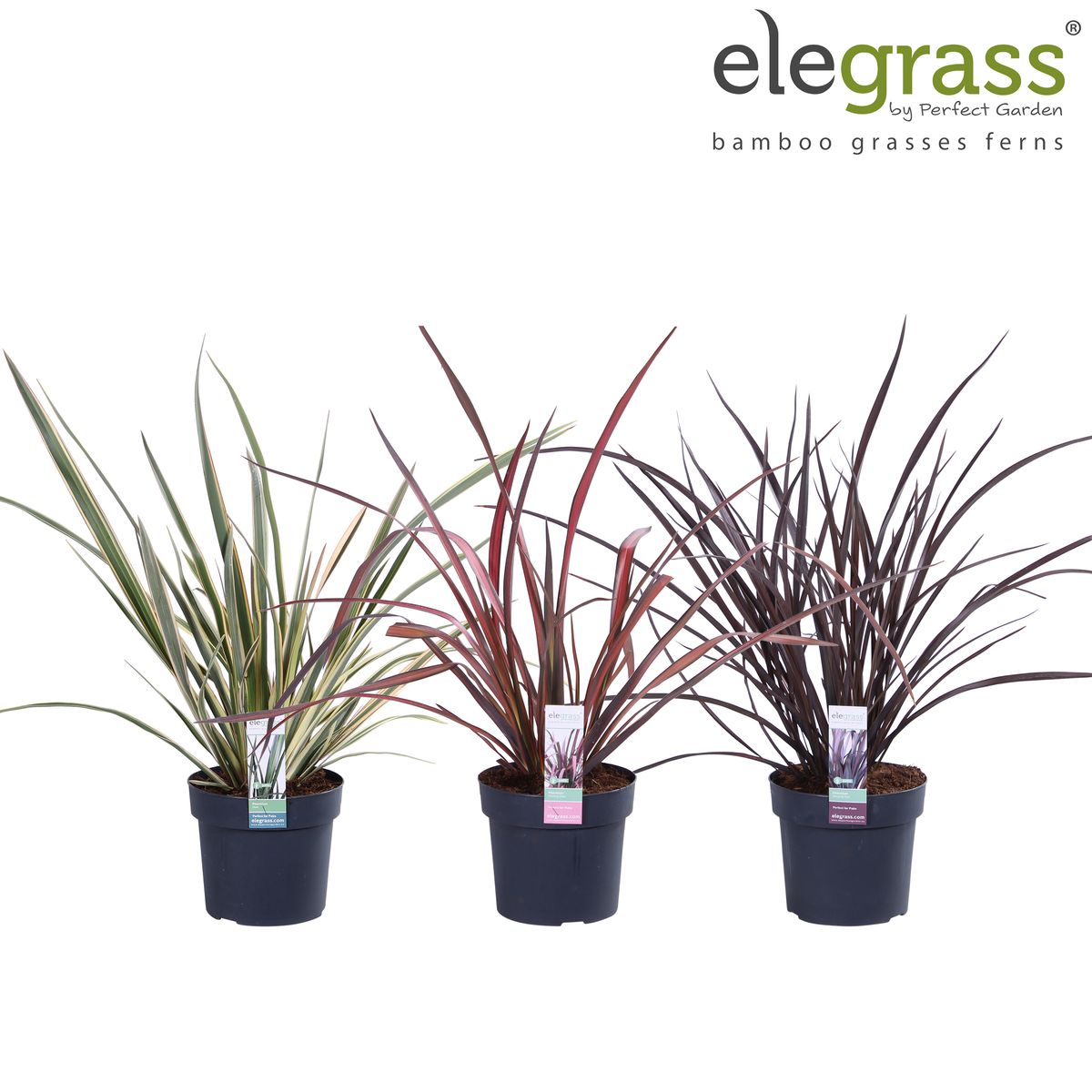 Phormium MIX — Plant Wholesale FlorAccess