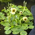 Hydrocleys nymphoides