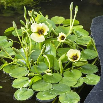 Hydrocleys nymphoides