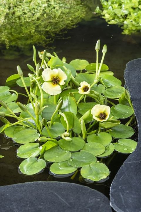 Hydrocleys nymphoides