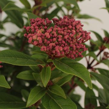 Viburnum tinus 'Ladybird'