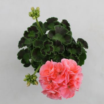 Pelargonium SUMMER IDOLS PINK
