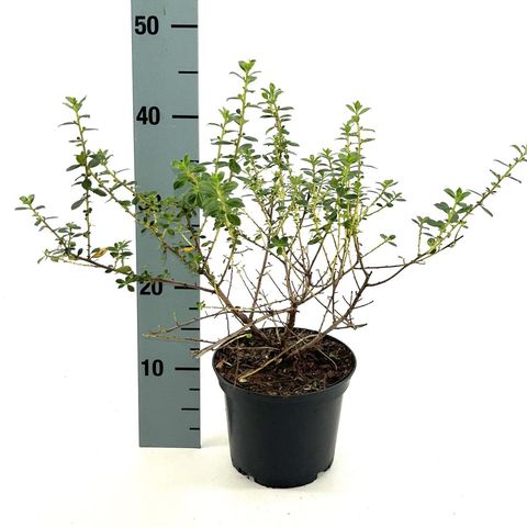 Escallonia 'Red Elf'