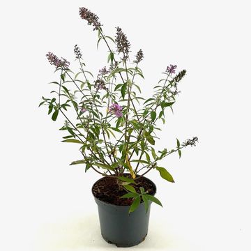 Buddleja davidii 'Empire Blue'
