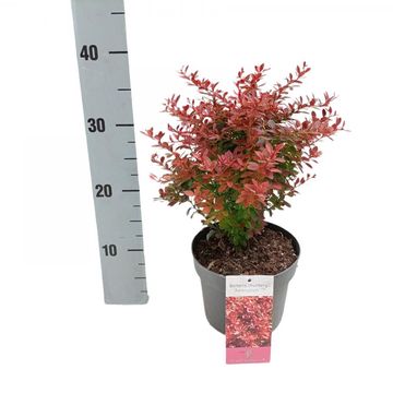 Berberis thunbergii 'Admiration'