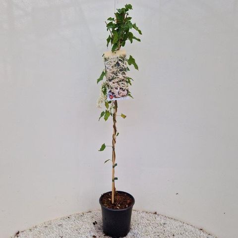 Fallopia baldschuanica