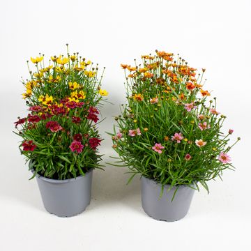 Coreopsis rosea TWINKLES BELLS MIX