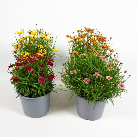 Coreopsis rosea TWINKLES BELLS MIX