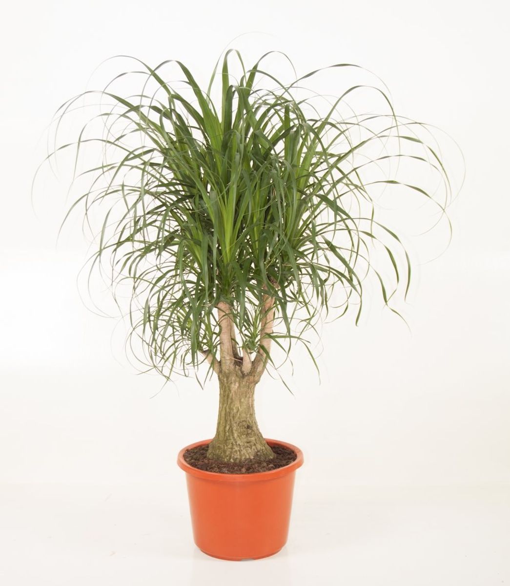 Beaucarnea Recurvata P32 Cm H100 1 Cm Plant Wholesale Floraccess