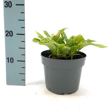 Pulmonaria officinalis 'Sissinghurst White'