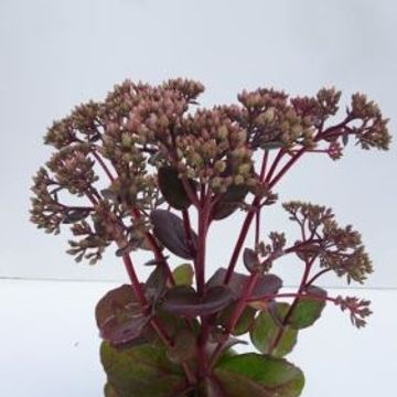 Sedum 'Matrona'