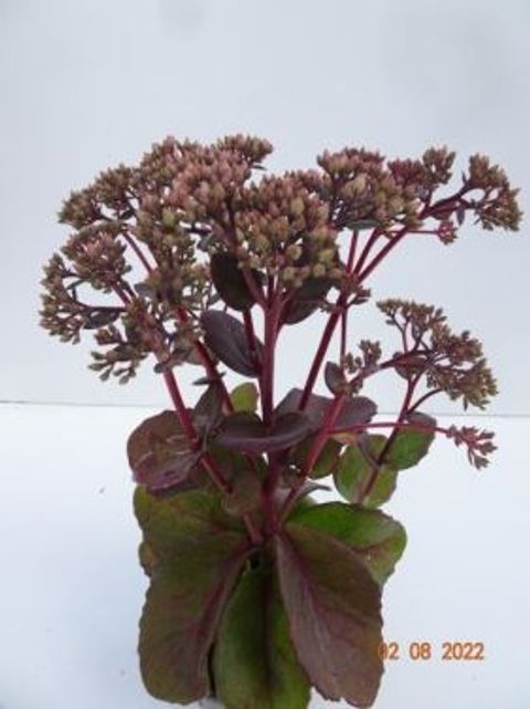 Sedum 'Matrona'