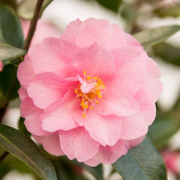 Camellia 'Spring Festival'