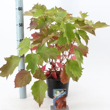 Hydrangea quercifolia SNOW QUEEN