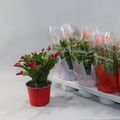 Schlumbergera MIX