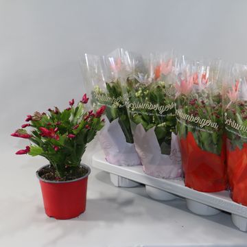 Schlumbergera MIX