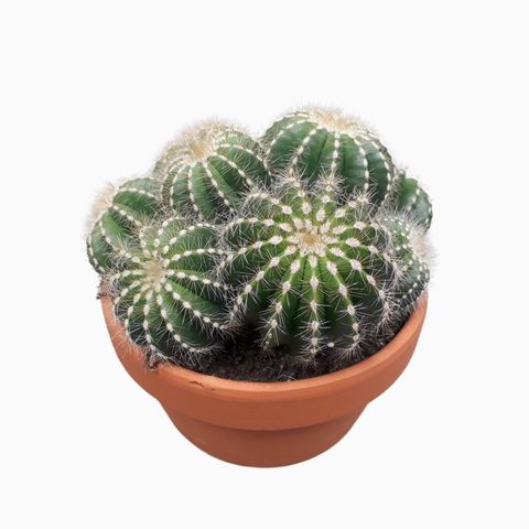 Notocactus magnificus