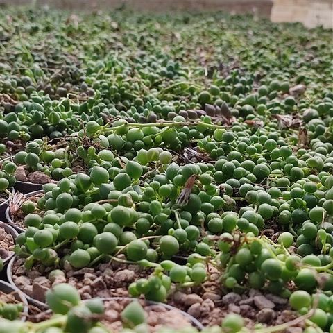 Senecio rowleyanus