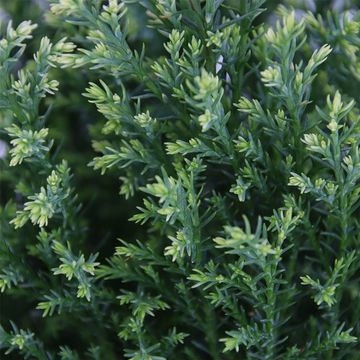 Chamaecyparis lawsoniana 'Snow White'