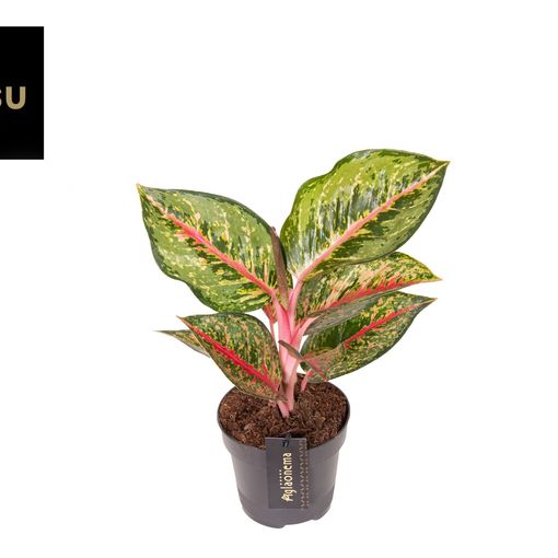 Aglaonema 'Paradise Red'