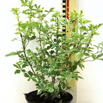 Eleutherococcus sieboldianus 'Variegatus'