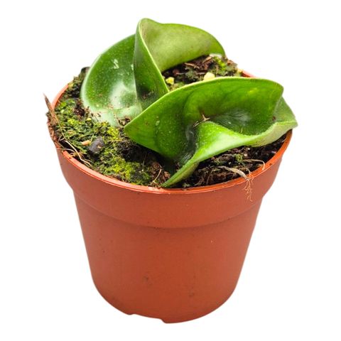 Hoya carnosa 'Compacta'