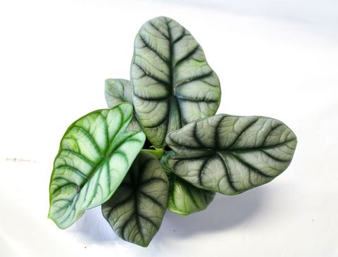 Alocasia 'Silver Dragon'