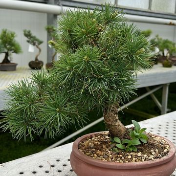 Pinus parviflora