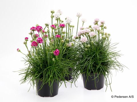 Armeria maritima MIX
