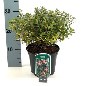 Escallonia 'Red Dream'
