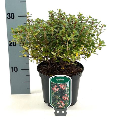 Escallonia 'Red Dream'