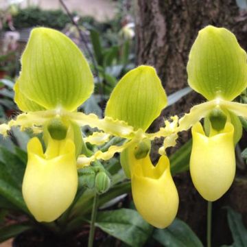 Paphiopedilum primulinum