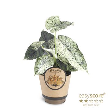 Alocasia 'Dragon Scale Mint'