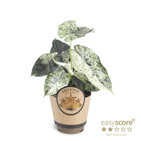 Alocasia 'Dragon Scale Mint'