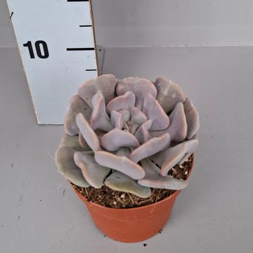 Echeveria 'Cubic Frost'