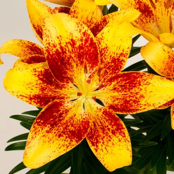 Lilium ASIAN HYBRID MIX