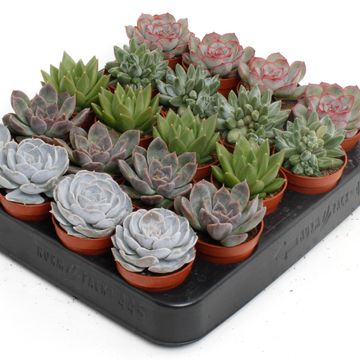 Echeveria MIX