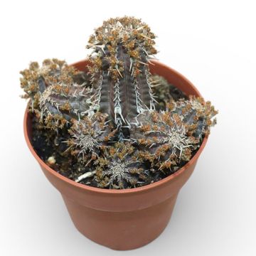 Euphorbia phillipsioides