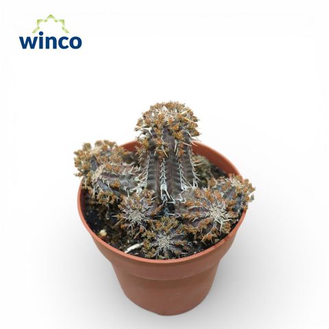 Euphorbia phillipsioides