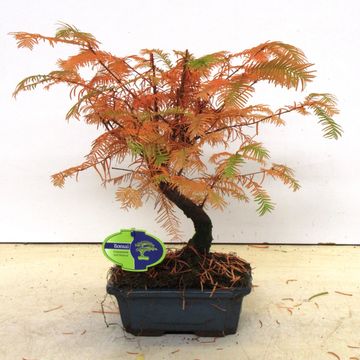 Metasequoia glyptostroboides