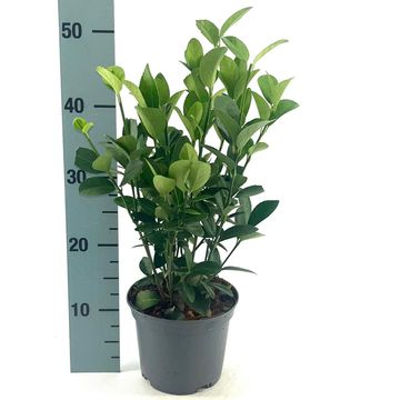 Euonymus japonicus GREEN MILLENIUM