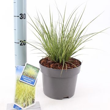 Carex brunnea 'Variegata'