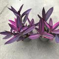 Tradescantia pallida 'Pink Stripe'
