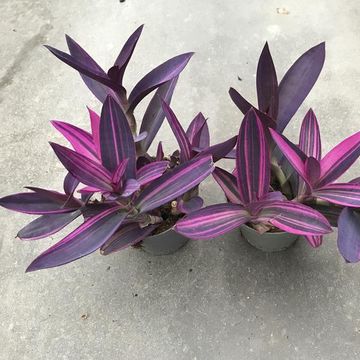 Tradescantia pallida 'Pink Stripe'