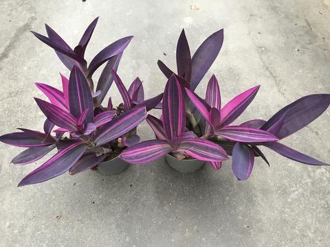 Tradescantia pallida 'Pink Stripe'