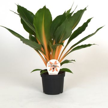 Chlorophytum orchidastrum GREEN ORANGE