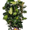 Citrus limon